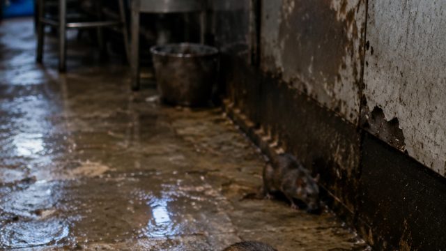 Hygiene Alert: Rat Infestation at Hyderabad's Platform 65 Diner