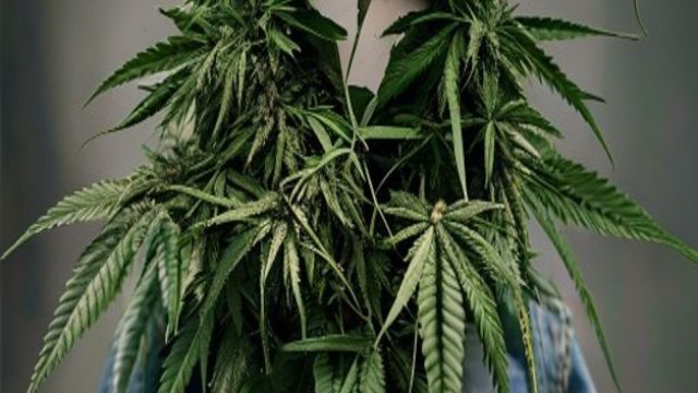 Hemp Denim: A Game Changer for Pakistan's Apparel Industry?
